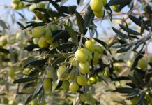 Posao budućnosti: Cijela Hercegovina će biti pod maslinom