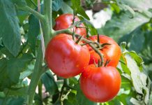 Ako bolujete od ovih bolesti ne jedite paradajz