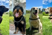 GSS demantira FUCZ: Iznenađeni smo i zgranuti tvrdnjama Sabahudina Spahovića