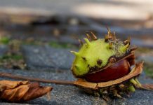 Sezona je kestena: Evo zašto se isplati uvrstiti ih na jelovnik