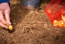 Do kada se u jesen može saditi luk?