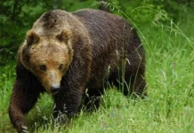 Japan koristi dronove koji oponašaju lavež pasa da uplaše medvjede