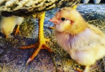 U Austriji izbila zaraza ptičijom gripom: Cijela država proglašena rizičnom, na terenu i vojska