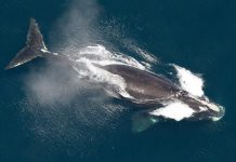 Island odobrio lov na kitove do 2029.