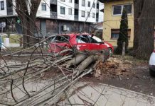 Vjetar srušio stablo u Banjaluci