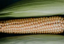 Prijedor: Isplata 205.000 KM podsticaja za sjemenski kukuruz