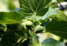 Pad prinosa mandarina i smokava u FBiH