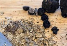 “Ola tartufi” – brend skupocjenih gljiva iz Bosne i Hercegovine