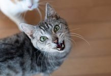 Ovu biljku možda imate ali ne znate da je smrtno otrovna za vašu mačku