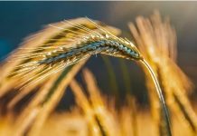 Nameti na uvoznu pšenicu spas za domaće žito