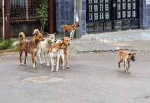 Psi lutalice napali turistkinju iz Njemačke dok je šetala na Trebeviću, ubili joj psa