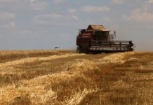 U BiH uvoz žitarica 15 puta veći od izvoza