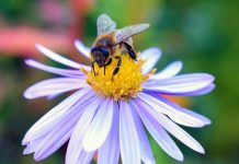 Odgodite prvo košenje i spasite pčele