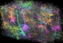 Najdetaljnija mapa mozga izgleda kao fotografija galaksije