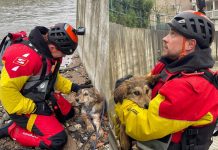 Hrabri spasioci, sretni završetak: Pas izvučen iz rijeke uz pomoć GSS-a