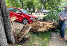 Banja Luka: Nakon pada drveta oštećena dva automobila