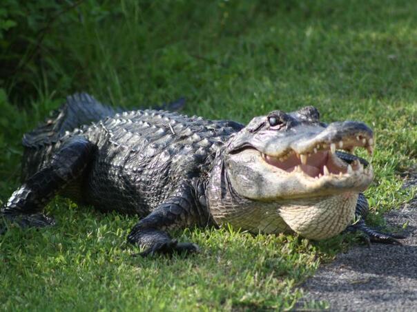 aligator