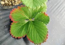 Primijetite li ovakav list jagode, vrijeme je da reagujete