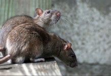 Kraj epidemije leptospiroze u Kantonu Sarajevo