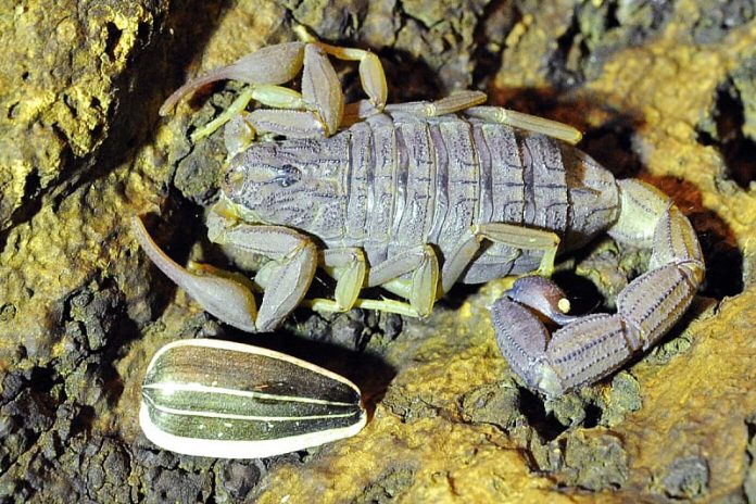 skorpion