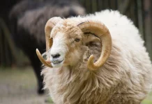 Apel Islamske zajednice u vezi klanja kurbana