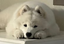 Sarajevo: Nepoznata osoba prijeti trovanjem pasa otrovom za miševe