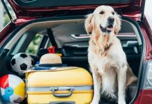 Treba li voditi psa sa sobom na godišnji odmor? Treba li voditi psa sa sobom na godišnji odmor?