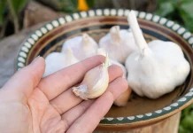 Bijeli luk može biti opasan: Ljekari upozoravaju da ga 4 grupe ljudi moraju izbjegavati