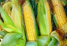 Brčko: Poljoprivrednici očekuju jako loš rod kukuruza