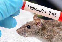 Sarajevo uskoro proglašava kraj epidemije leptospiroze