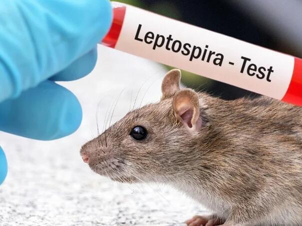 leptospiroza 4 7