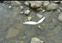 Federalni inspektorat o ekološkoj katastrofi u rijeci Bosni: Zasad nemoguće utvrditi uzrok