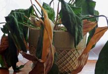 Kućno cvijeće: Kako da vratite život biljkama koje ste već otpisali