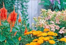 Vrijeme za to: Ovih osam vrsta cvijeća je najbolje saditi u septembru