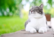 Zanimljive činjenice o mačkama koje je nauka potvrdila