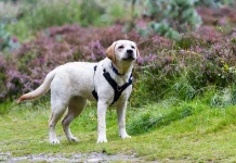 Veterinar upozorava: Ovo popularno voće može biti kobno za vašeg psa