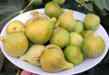 Smokve pomažu kod probave, menstrualnih bolova i upala, ali nisu za svakoga