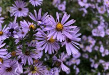 Ukras jesenjeg dvorišta: Cvijeće koje se sije krajem ljeta