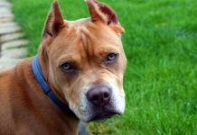 Savjet kinologa: Šta uraditi ako vas pas napadne?