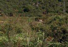 Alarmantna situacija: U dolini Neretve pronađeno desetak uginulih krava