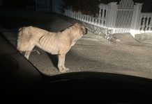 Pas rase kangal viđen u naselju u BiH: Mještani zabrinuti, traže hitnu reakciju