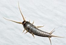 Da li ste vidjeli ovu bubu u domu: Ona je znak da postoji ozbiljan problem u vašoj kući