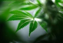 WHO potvrdio: Hronična upotreba kanabisa uzrokuje nezaustavljivo povraćanje