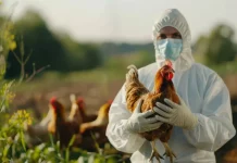 Prvi oboljeli od ptičje gripe tipa H5N5 preminuo u Washingtonu