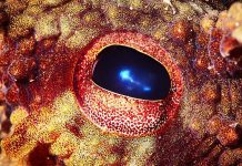 Biće iz vode mijenja ljude kao dominantnu vrstu na Zemlji?