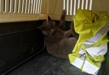 Mačka koja se izgubila prije više od dvije sedmice pronađena na Aerodromu u Sarajevu