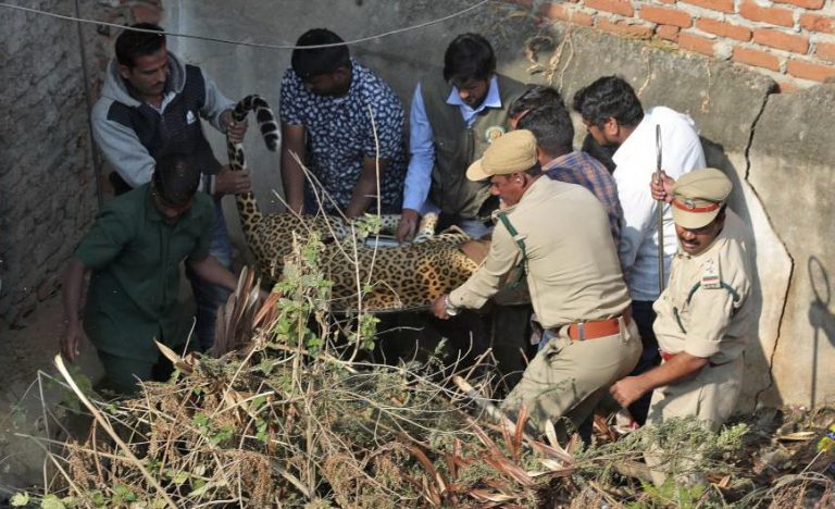 Zalutali leopard konačno uhvaćen i prebačen u zoološki vrt