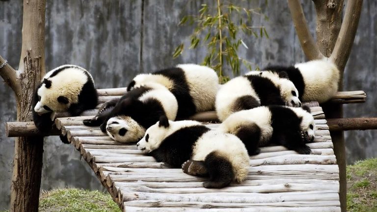 Pande su neodoljiva stvorenja koja osvajaju sve oko sebe