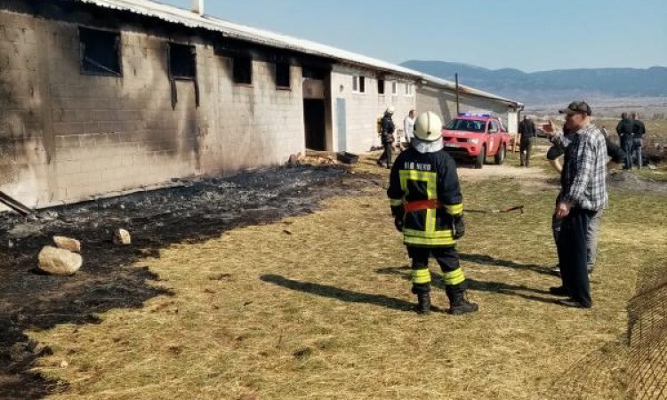 U požaru kod Tomislavgrada stradalo sedamdesetak kozlića