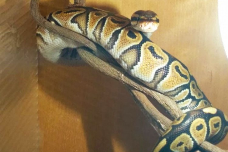 Potraga za odbjeglim kraljevskim pitonom